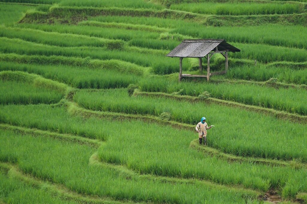 rice field, paddy field, agriculture-7890204.jpg